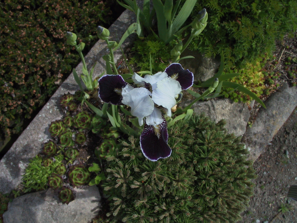 Iris pumila Ice Age 02.jpg